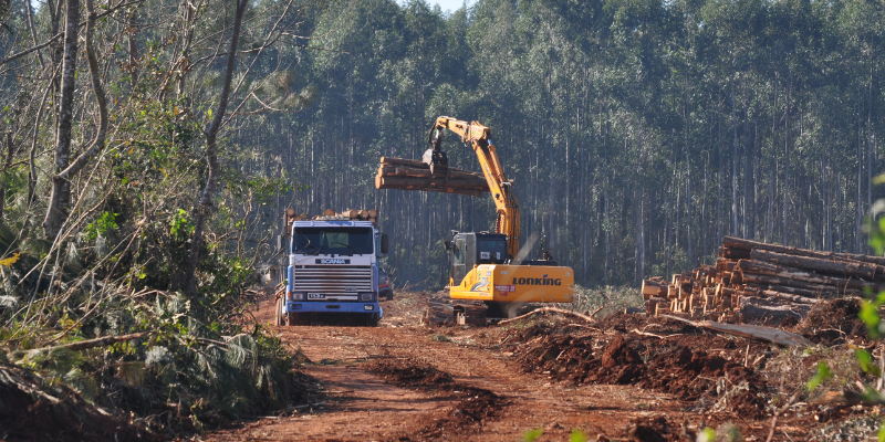 deforestacion desmonte corte arboles